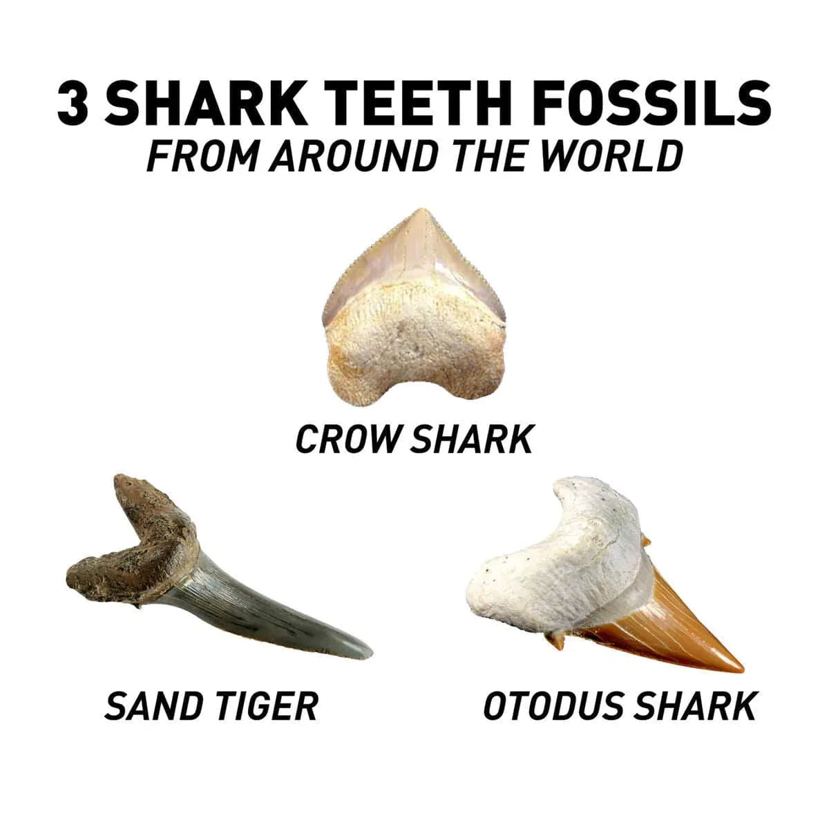 U&C Solutions Ltd Educational Toys National Geographic Shark Tooth Dig Kit STEM Educational Activity Kit Brand New